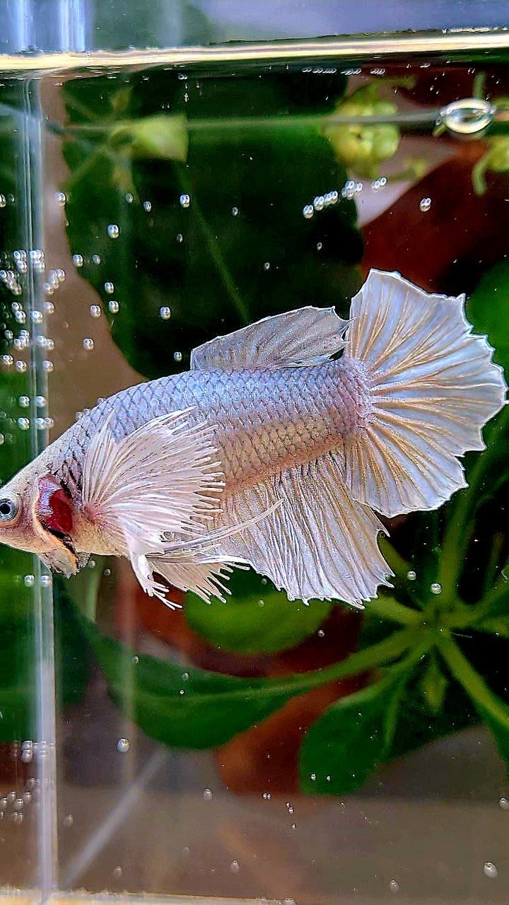 XXL FEMALE HALFMOON DUMBO EAR COPPER BETTA FISH