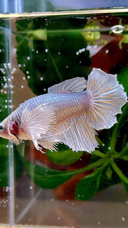 XXL FEMALE HALFMOON DUMBO EAR COPPER BETTA FISH