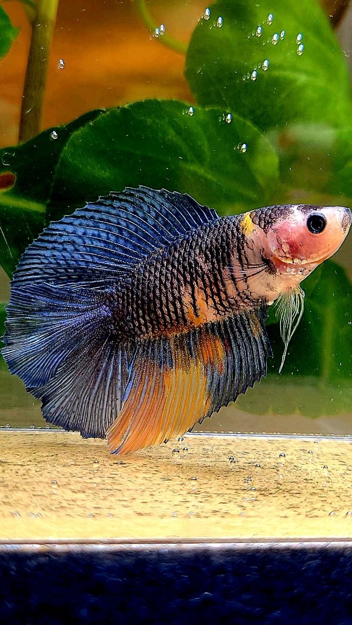 FEMALE HALFMOON DOUBLE TAIL BLUE DARK NEMO MULTICOLOR BETTA FISH