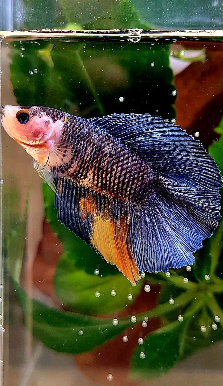 FEMALE HALFMOON DOUBLE TAIL BLUE DARK NEMO MULTICOLOR BETTA FISH