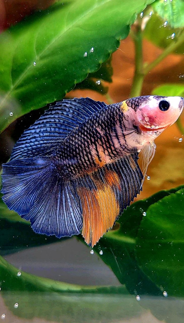 FEMALE HALFMOON DOUBLE TAIL BLUE DARK NEMO MULTICOLOR BETTA FISH