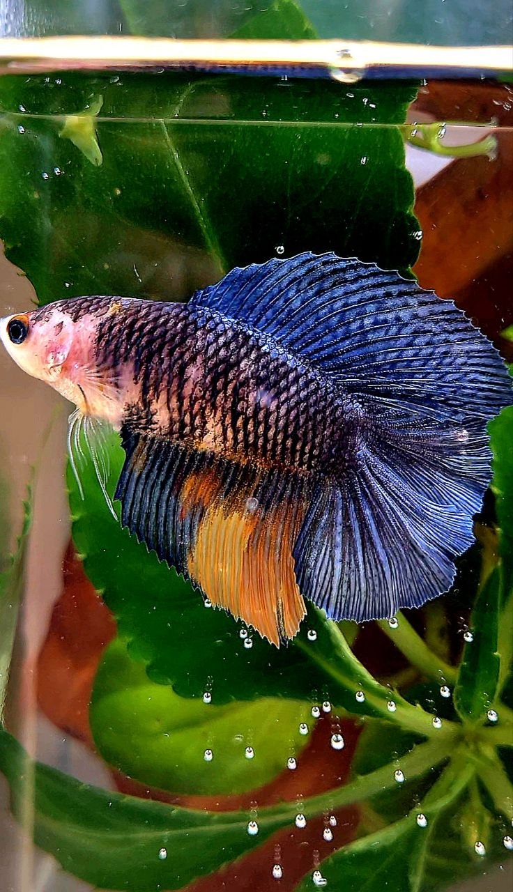 FEMALE HALFMOON DOUBLE TAIL BLUE DARK NEMO MULTICOLOR BETTA FISH
