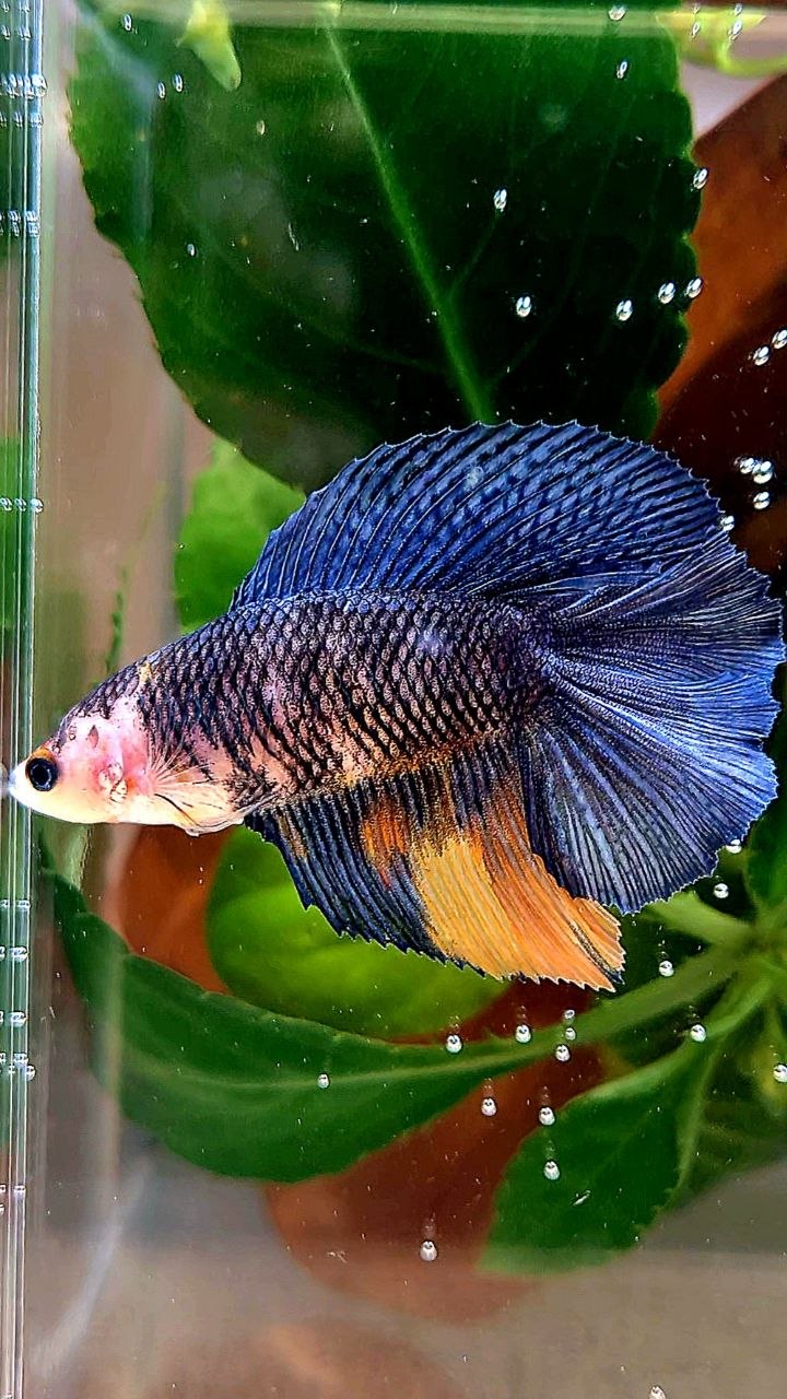 FEMALE HALFMOON DOUBLE TAIL BLUE DARK NEMO MULTICOLOR BETTA FISH