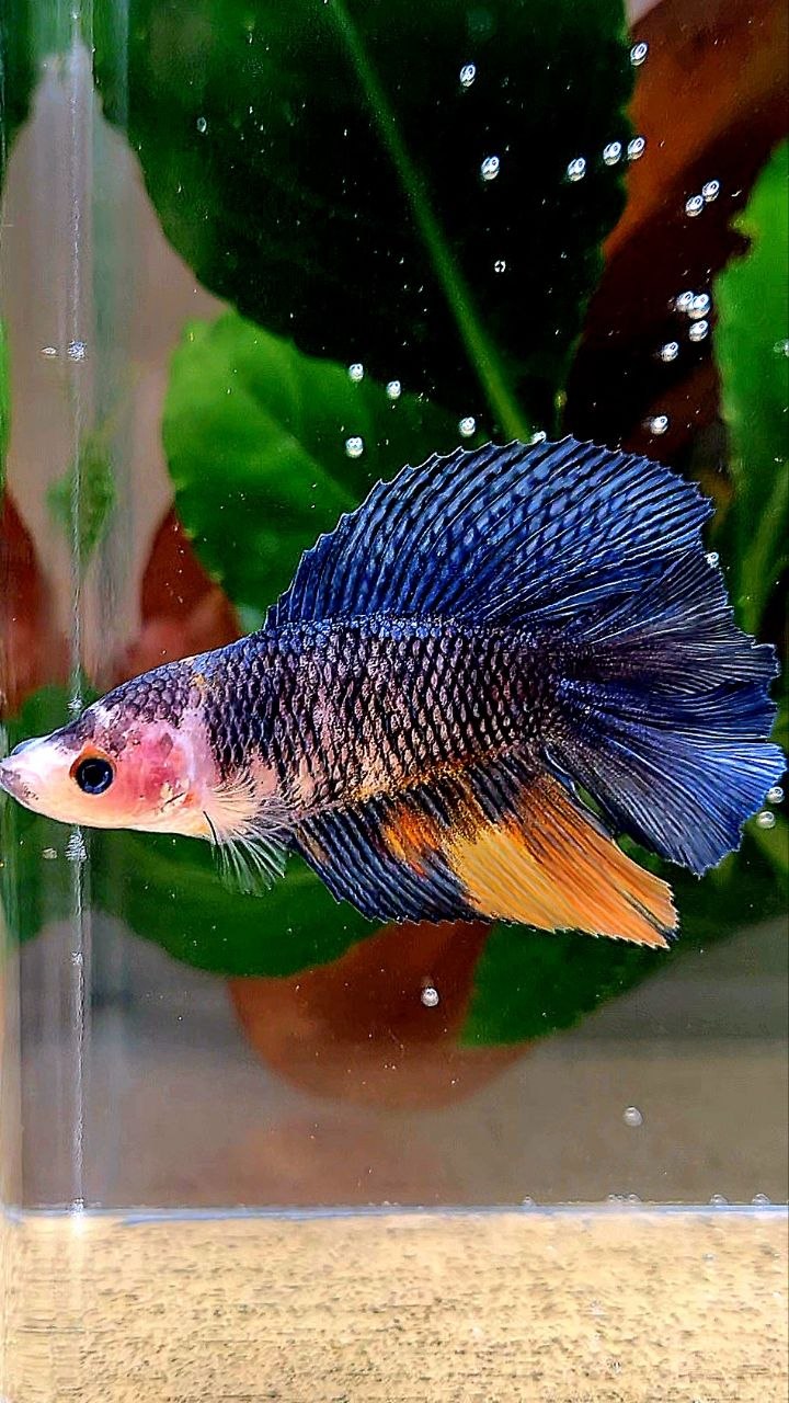 FEMALE HALFMOON DOUBLE TAIL BLUE DARK NEMO MULTICOLOR BETTA FISH
