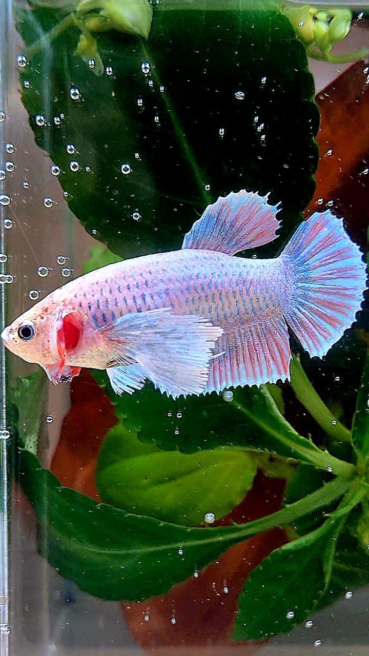 FEMALE PLAKAT DUMBO EAR PINK GRIZZLE BETTA FISH