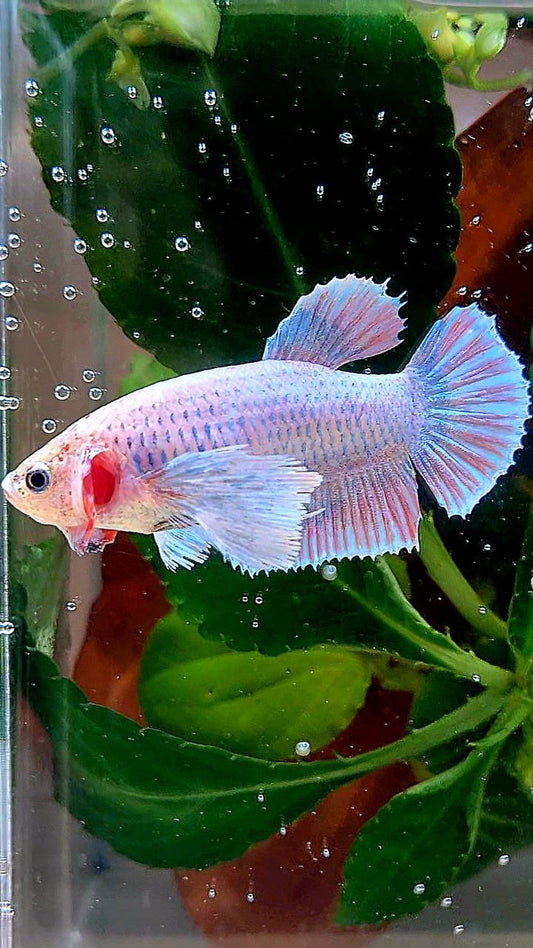 FEMALE PLAKAT DUMBO EAR PINK GRIZZLE BETTA FISH