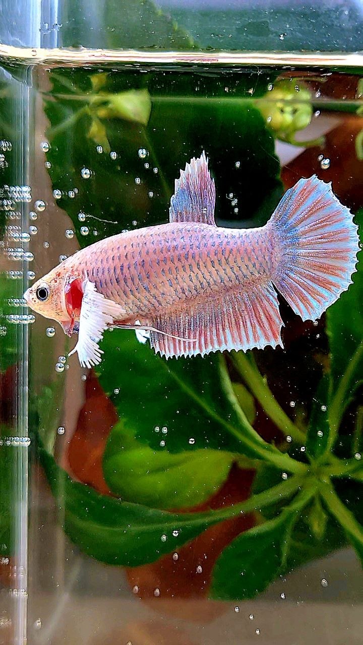 FEMALE PLAKAT DUMBO EAR PINK GRIZZLE BETTA FISH