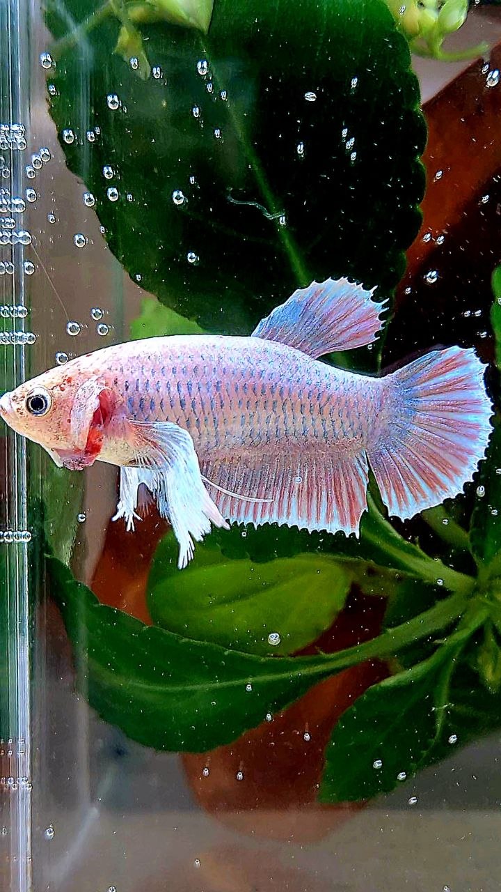 FEMALE PLAKAT DUMBO EAR PINK GRIZZLE BETTA FISH