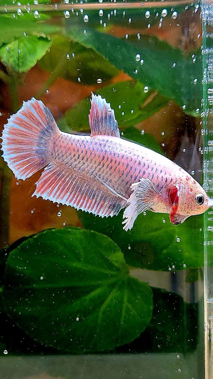 FEMALE PLAKAT DUMBO EAR PINK GRIZZLE BETTA FISH