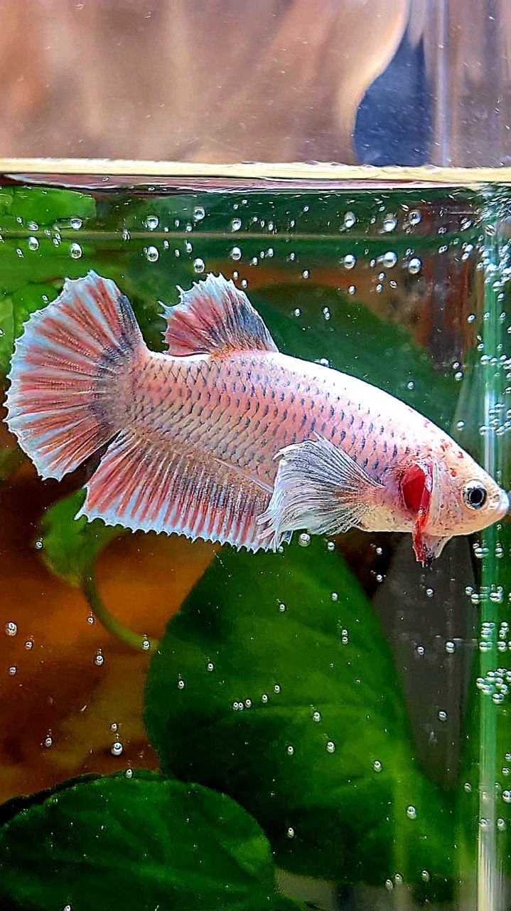 FEMALE PLAKAT DUMBO EAR PINK GRIZZLE BETTA FISH
