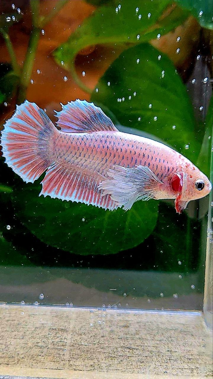 FEMALE PLAKAT DUMBO EAR PINK GRIZZLE BETTA FISH