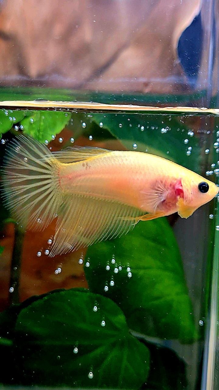 FEMALE HALFMOON YELLOW BETTA FISH
