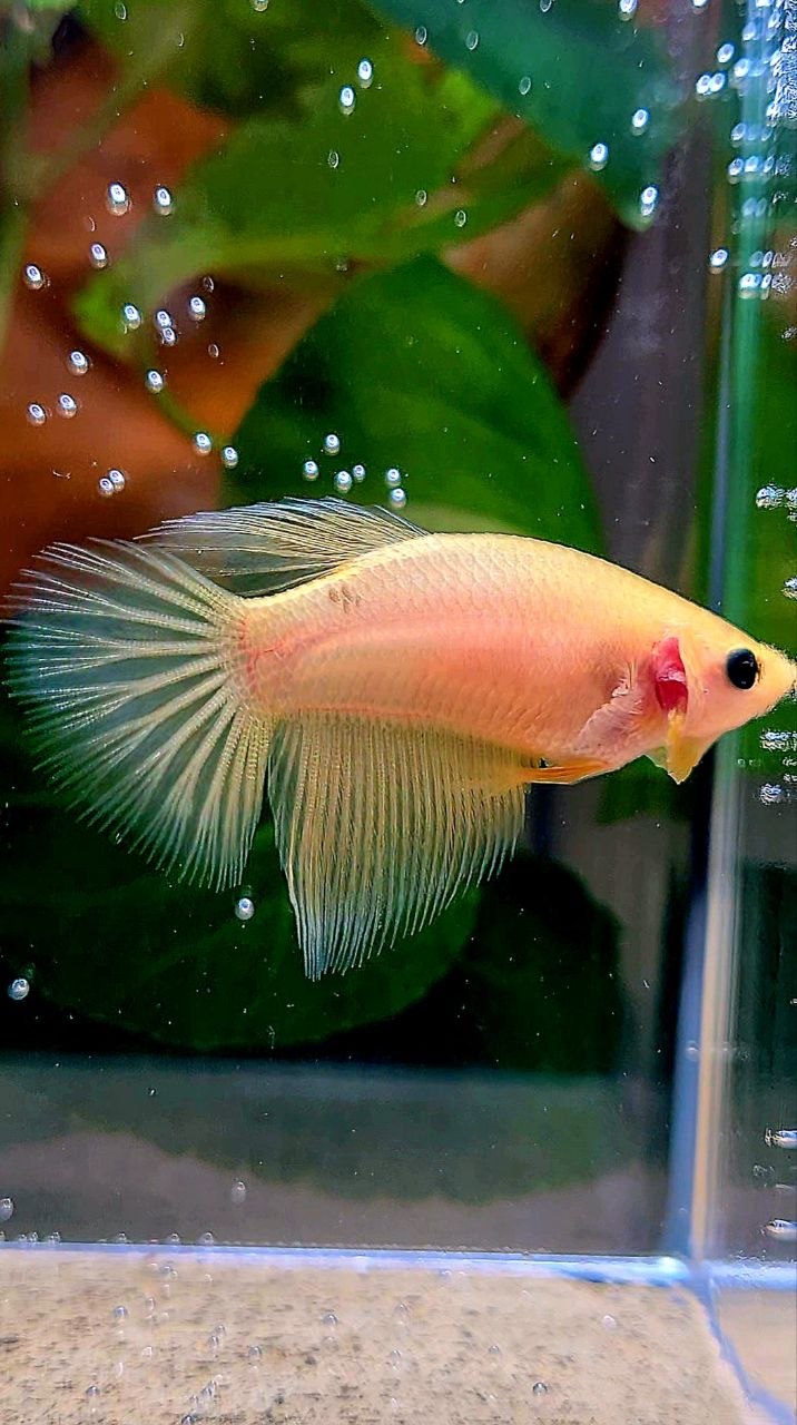 FEMALE HALFMOON YELLOW BETTA FISH