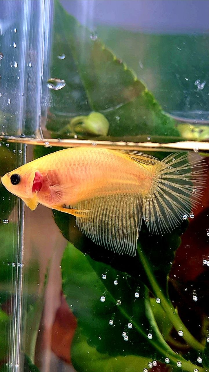 FEMALE HALFMOON YELLOW BETTA FISH