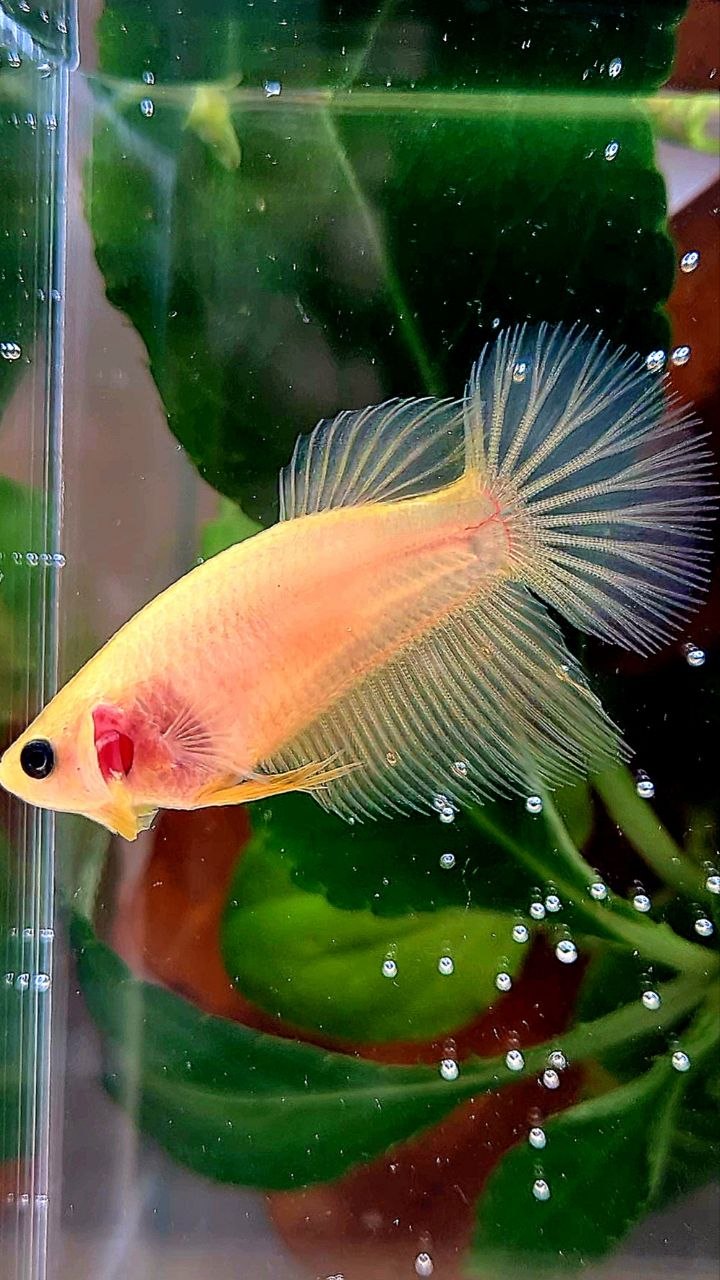 FEMALE HALFMOON YELLOW BETTA FISH