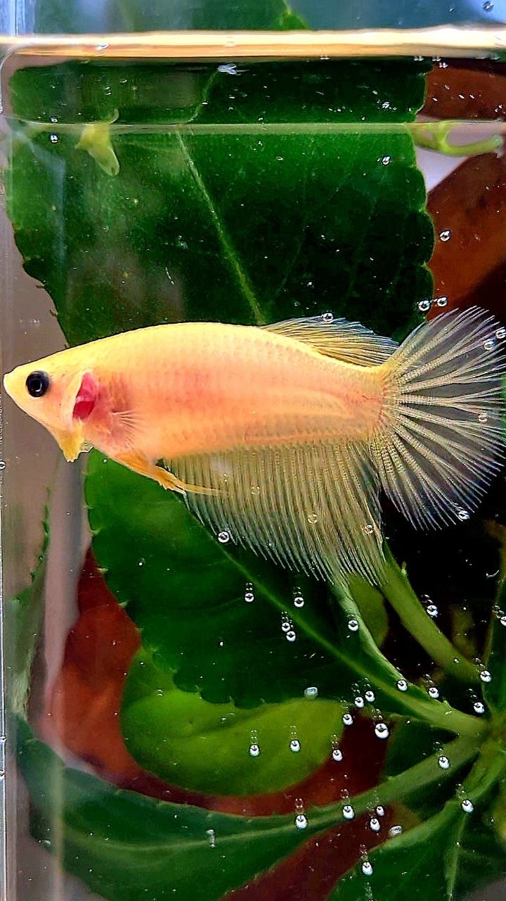 FEMALE HALFMOON YELLOW BETTA FISH