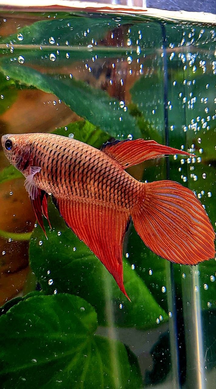 FEMALE VEILTAIL SUPER RED BETTA FISH