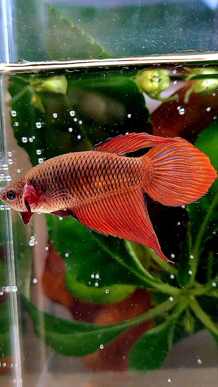 FEMALE VEILTAIL SUPER RED BETTA FISH