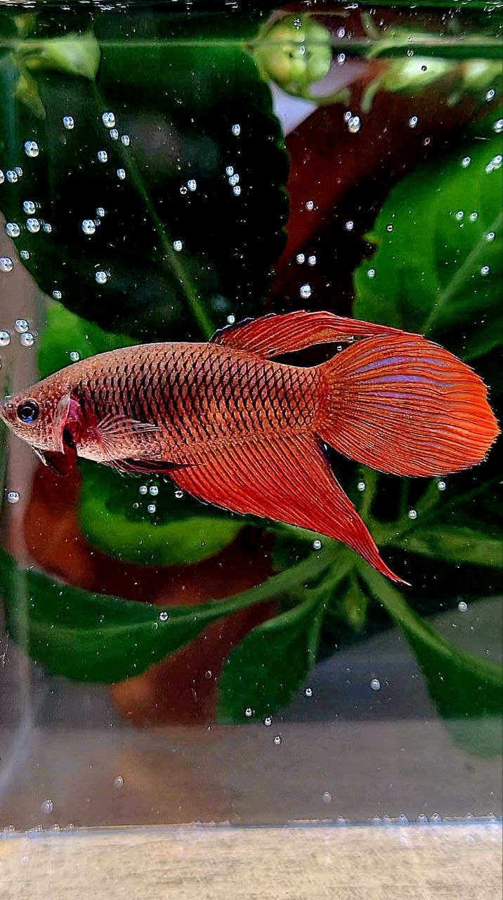 FEMALE VEILTAIL SUPER RED BETTA FISH