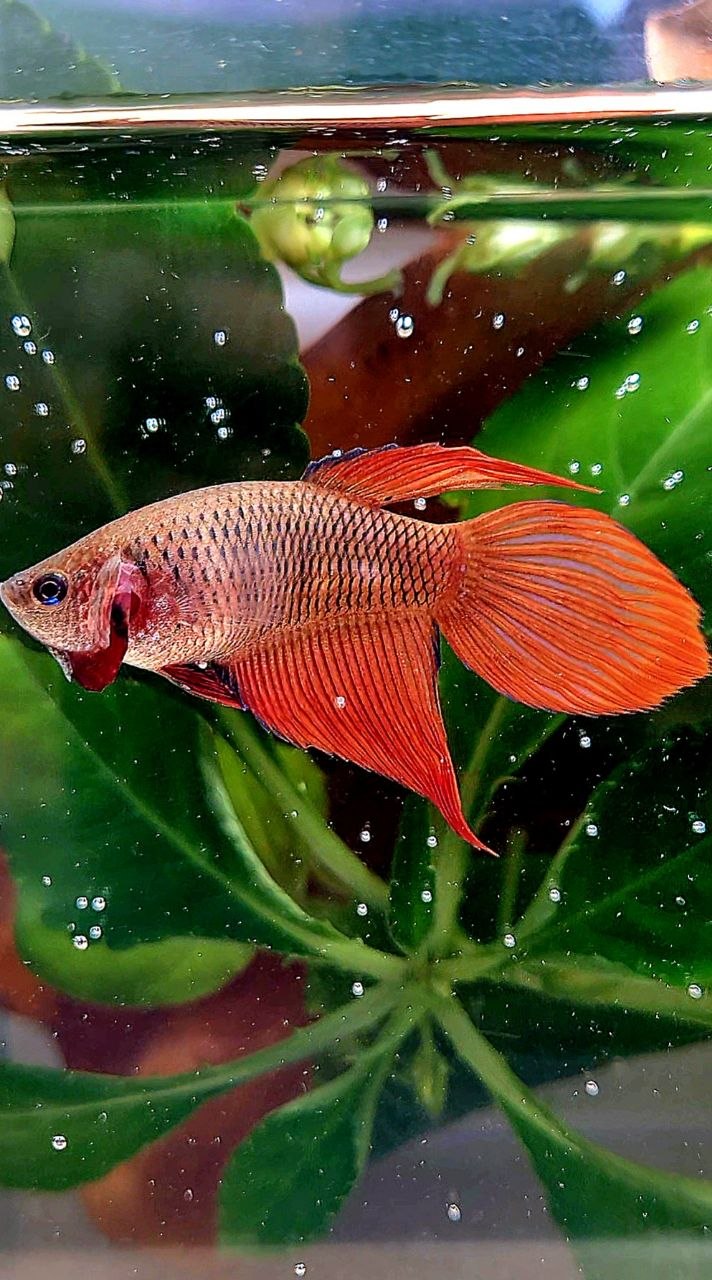 FEMALE VEILTAIL SUPER RED BETTA FISH