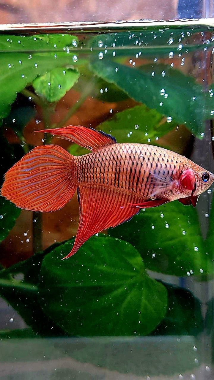 FEMALE VEILTAIL SUPER RED BETTA FISH