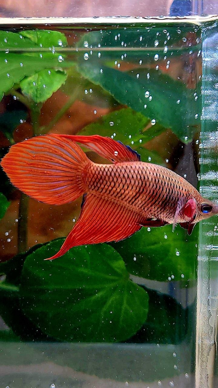 FEMALE VEILTAIL SUPER RED BETTA FISH