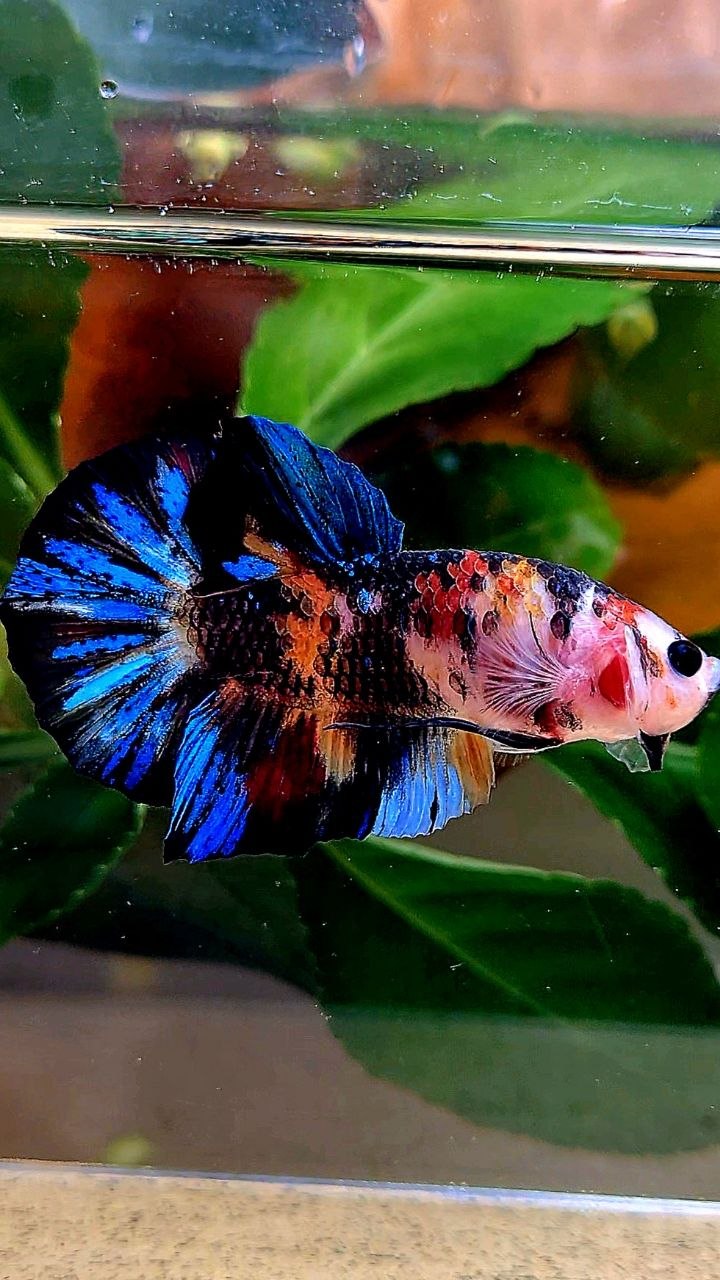 PLAKAT BLACK GALAXY KOI MULTIOLOR BETTA FISH