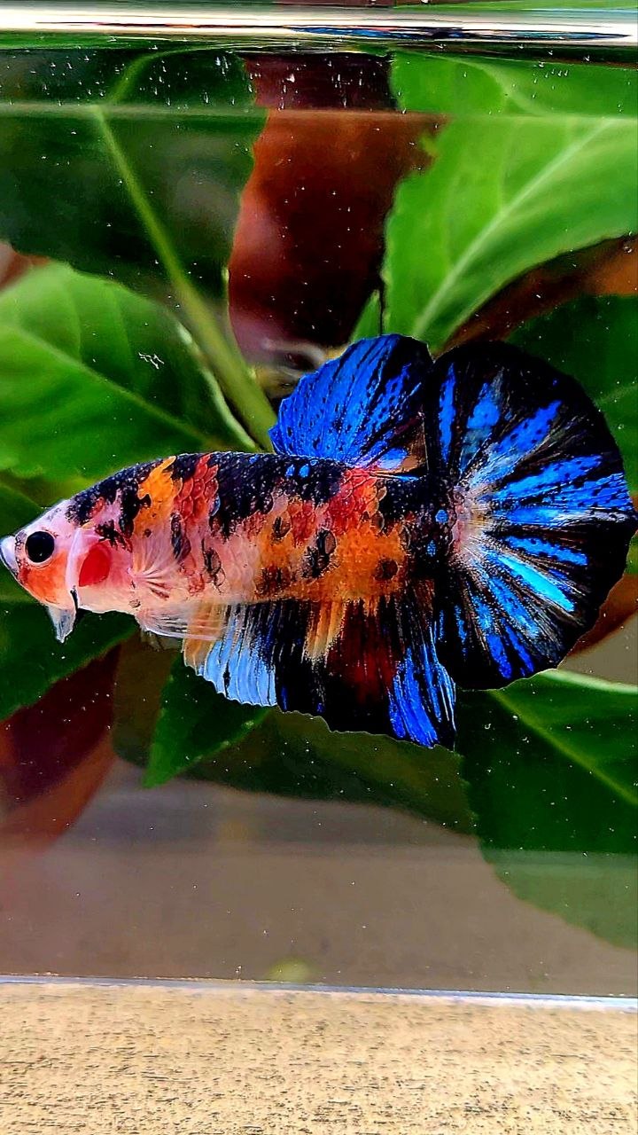 PLAKAT BLACK GALAXY KOI MULTIOLOR BETTA FISH