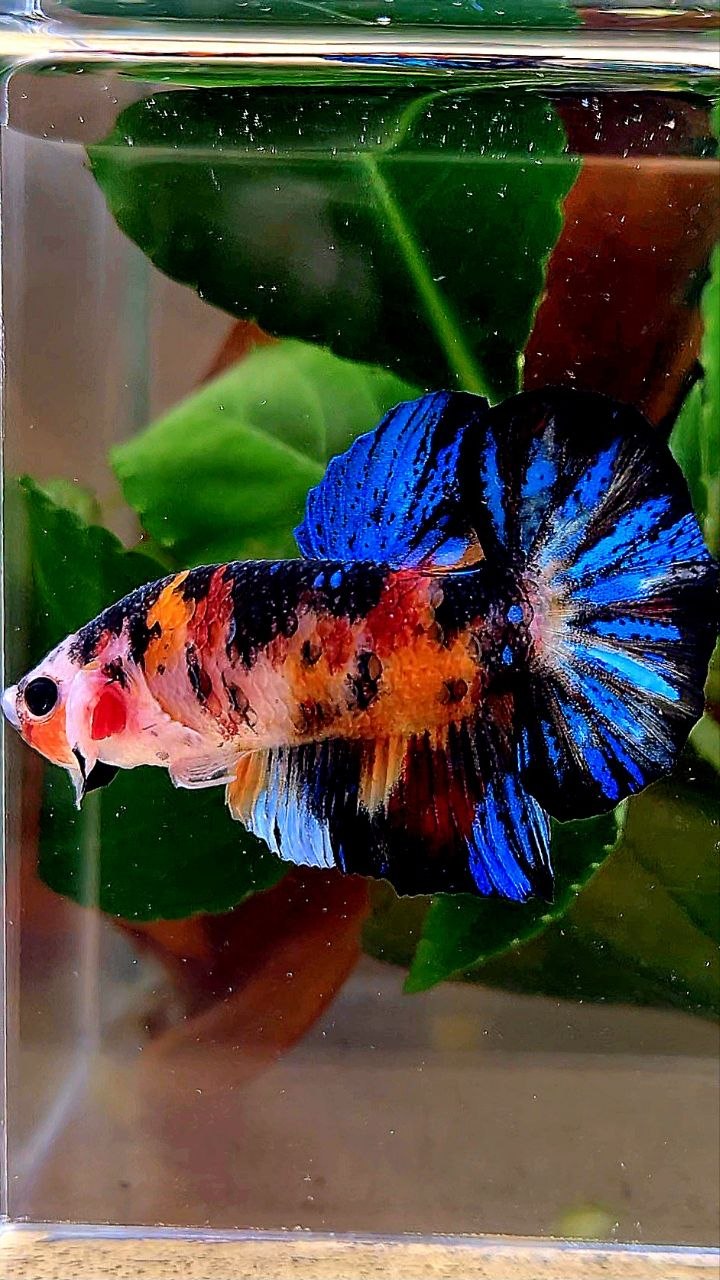 PLAKAT BLACK GALAXY KOI MULTIOLOR BETTA FISH