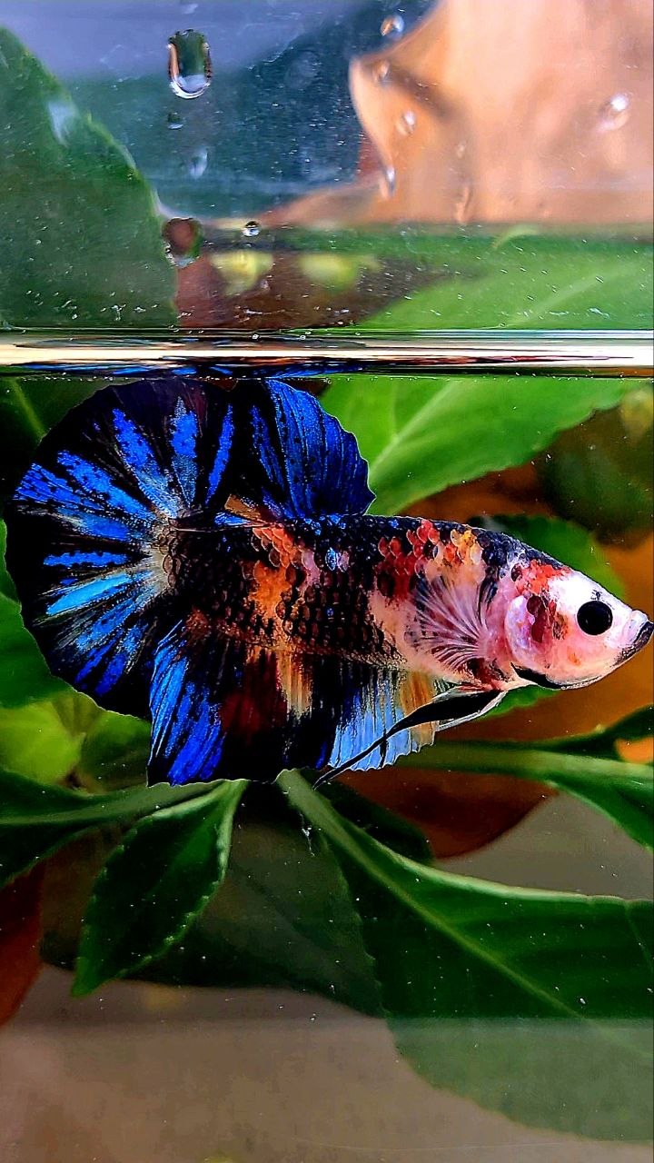 PLAKAT BLACK GALAXY KOI MULTIOLOR BETTA FISH