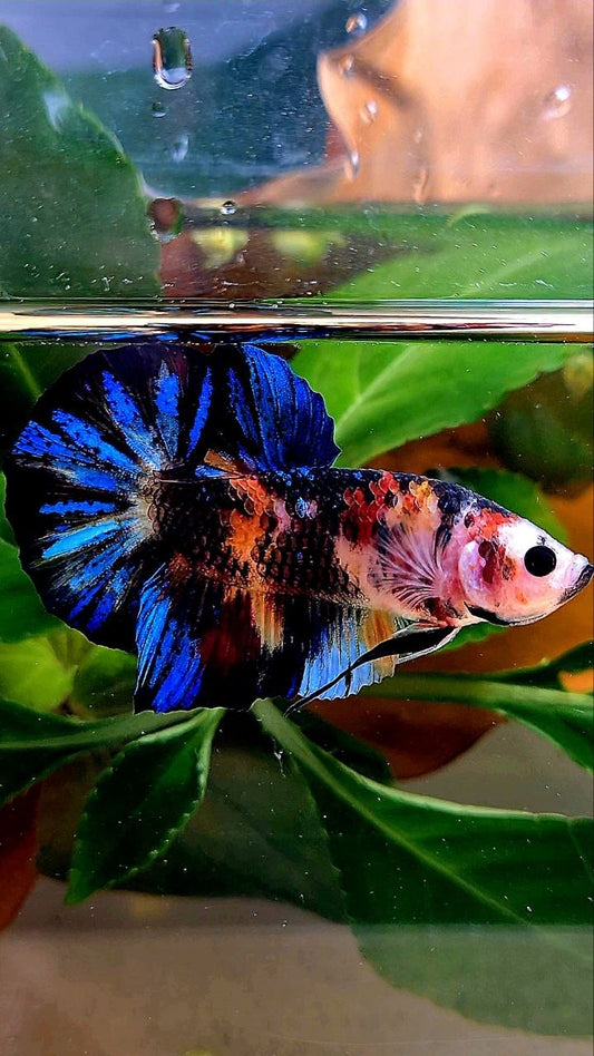 PLAKAT BLACK GALAXY KOI MULTIOLOR BETTA FISH