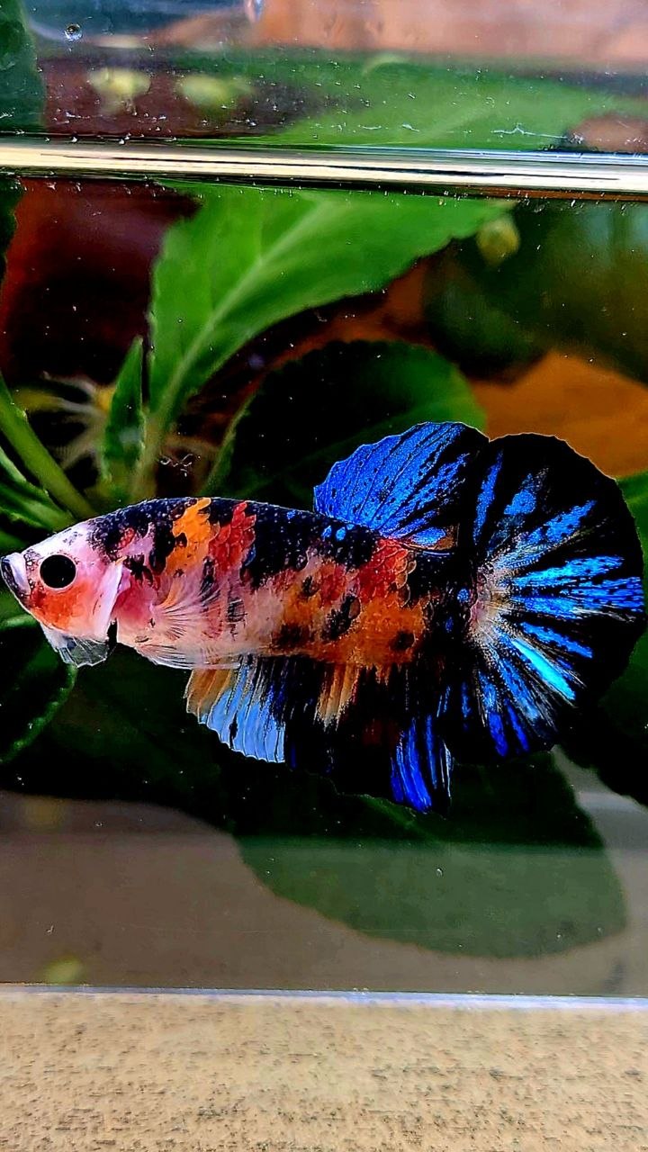 PLAKAT BLACK GALAXY KOI MULTIOLOR BETTA FISH