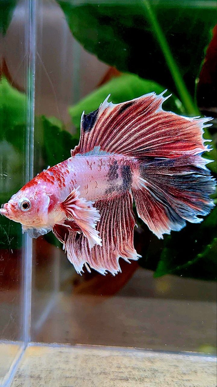 HALFMOON DOUBLE TAIL DUMBO EAR FANCY BETTA FISH