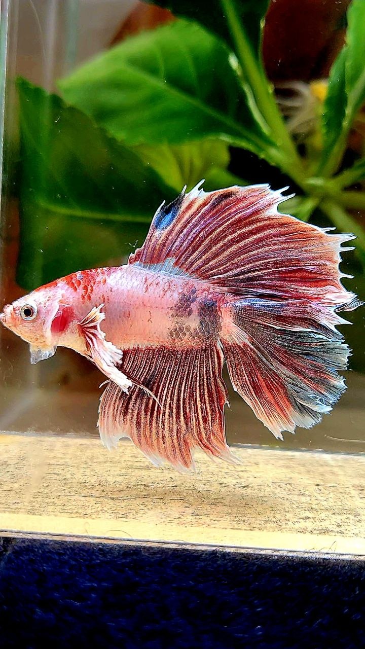 HALFMOON DOUBLE TAIL DUMBO EAR FANCY BETTA FISH