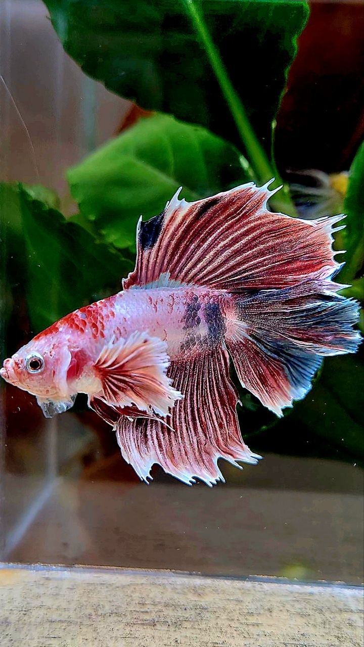 HALFMOON DOUBLE TAIL DUMBO EAR FANCY BETTA FISH