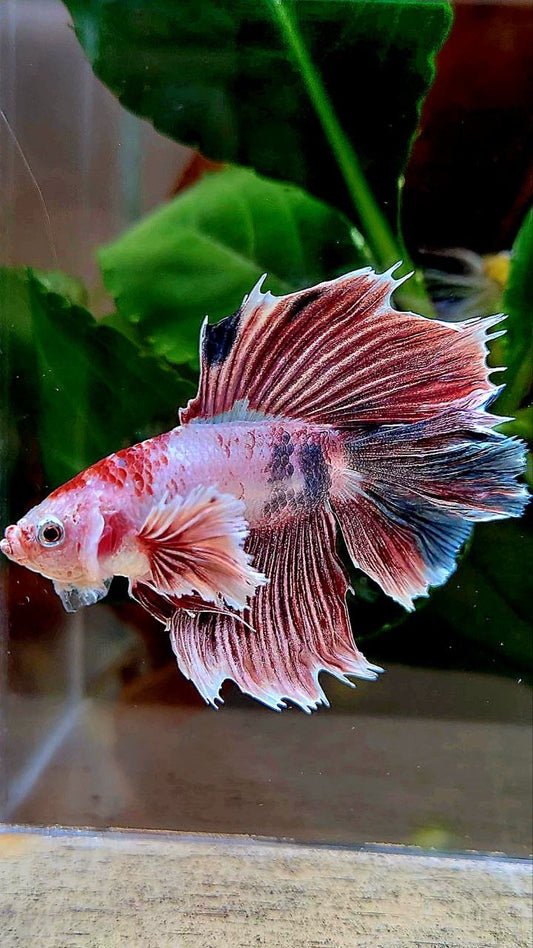 HALFMOON DOUBLE TAIL DUMBO EAR FANCY BETTA FISH