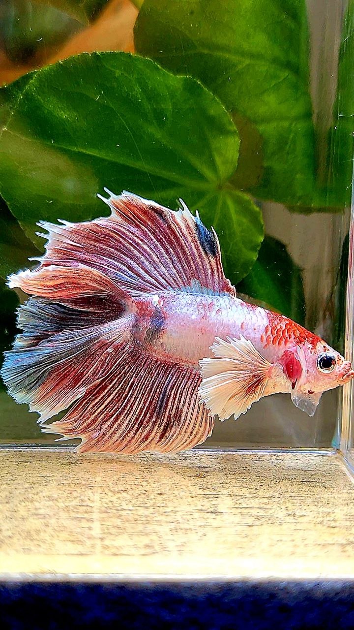HALFMOON DOUBLE TAIL DUMBO EAR FANCY BETTA FISH