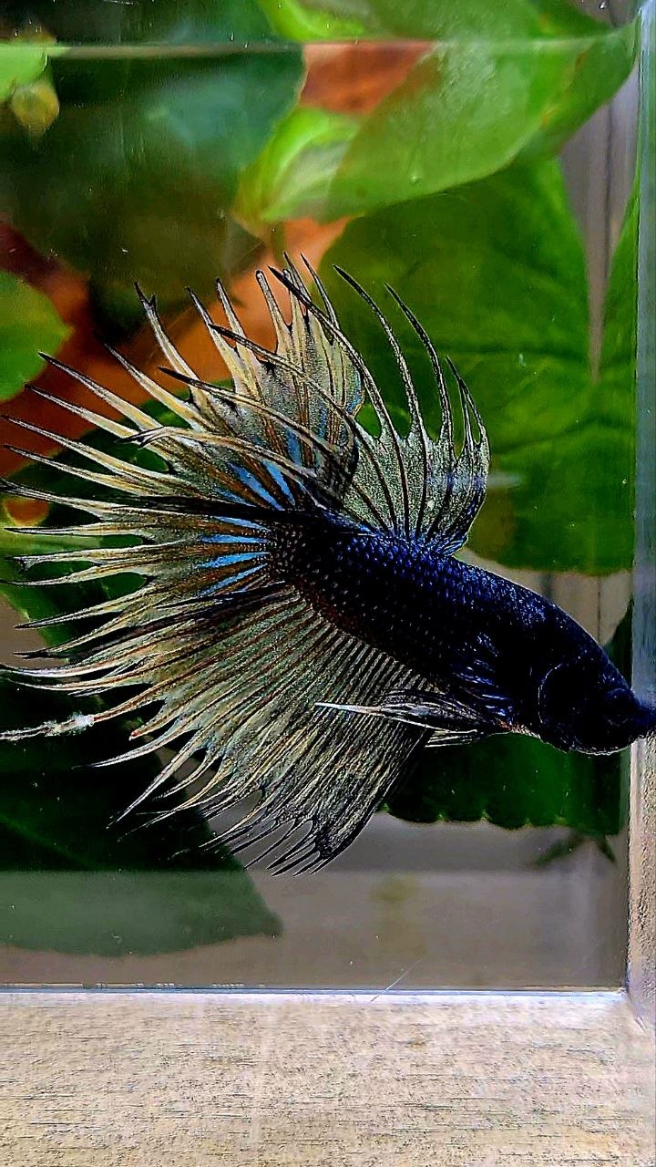CROWNTAIL BLACK YELLOW MUSTARD GAS BETTA FISH
