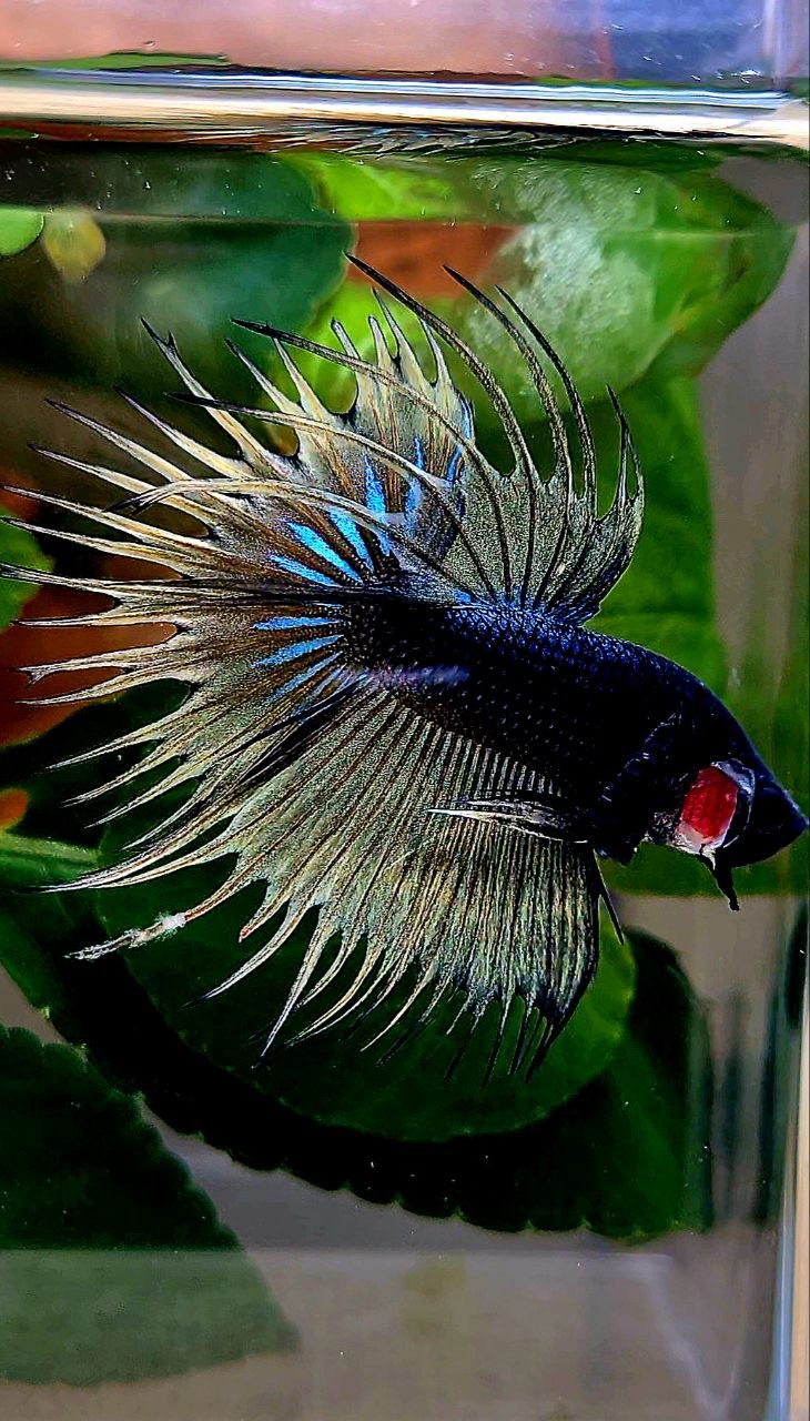 CROWNTAIL BLACK YELLOW MUSTARD GAS BETTA FISH
