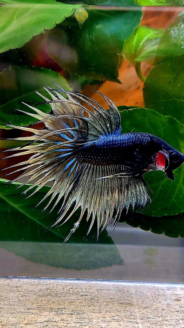 CROWNTAIL BLACK YELLOW MUSTARD GAS BETTA FISH