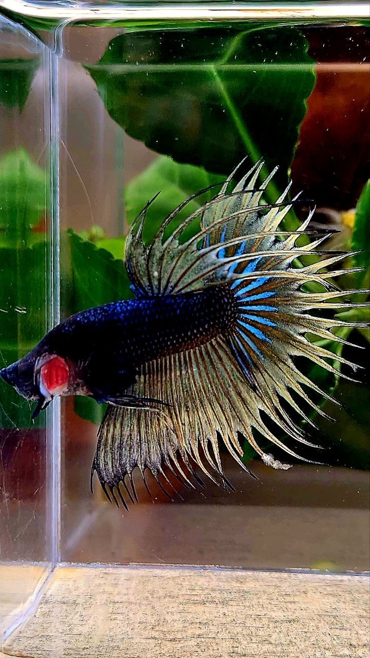 CROWNTAIL BLACK YELLOW MUSTARD GAS BETTA FISH