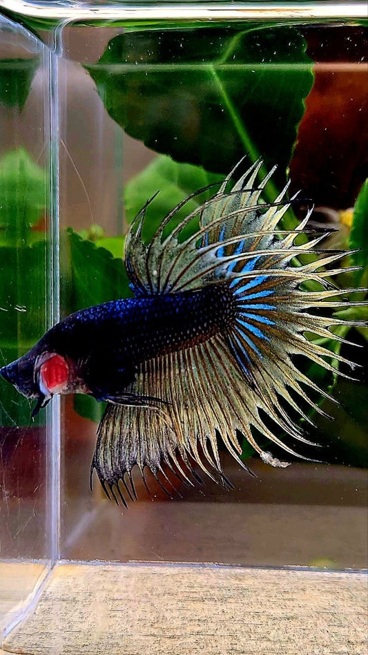 CROWNTAIL BLACK YELLOW MUSTARD GAS BETTA FISH