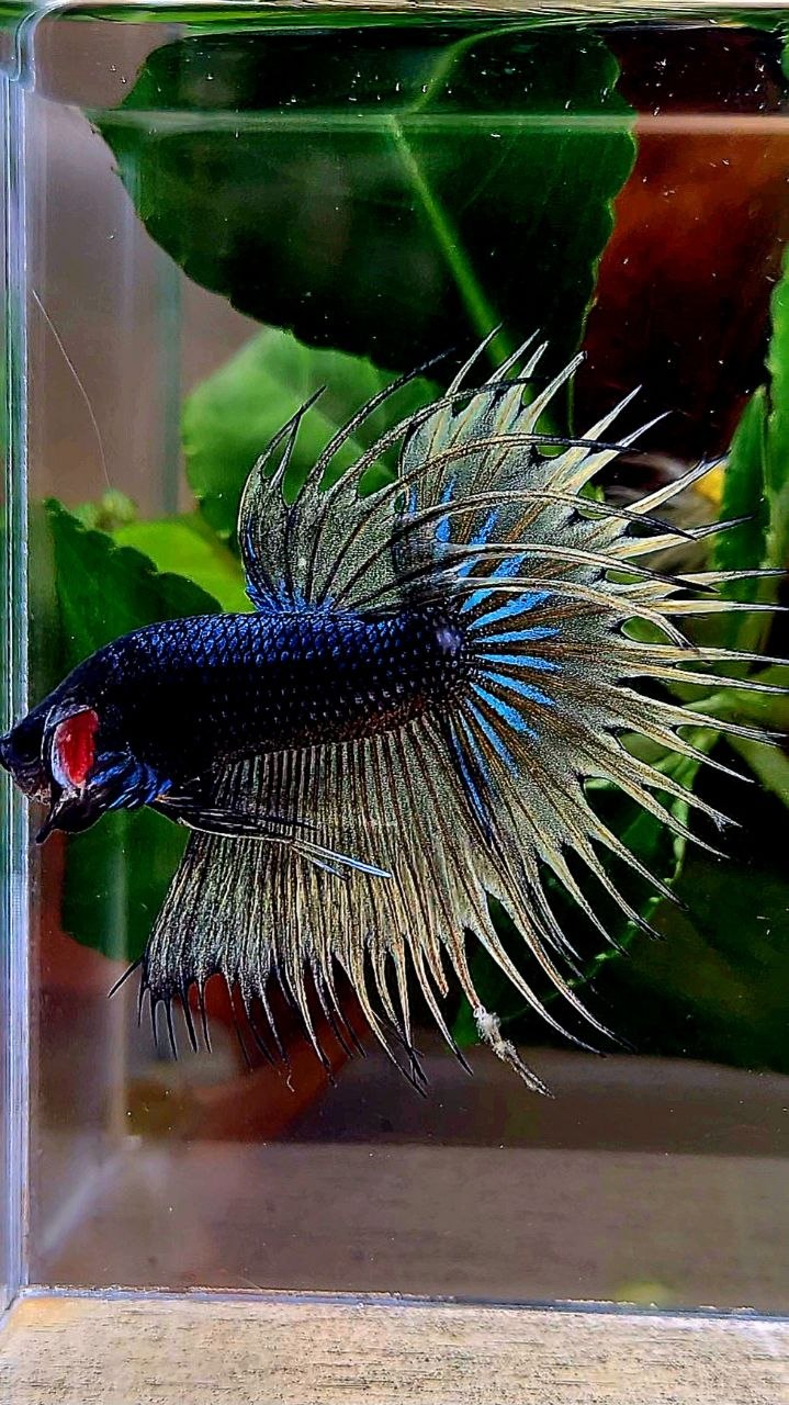 CROWNTAIL BLACK YELLOW MUSTARD GAS BETTA FISH