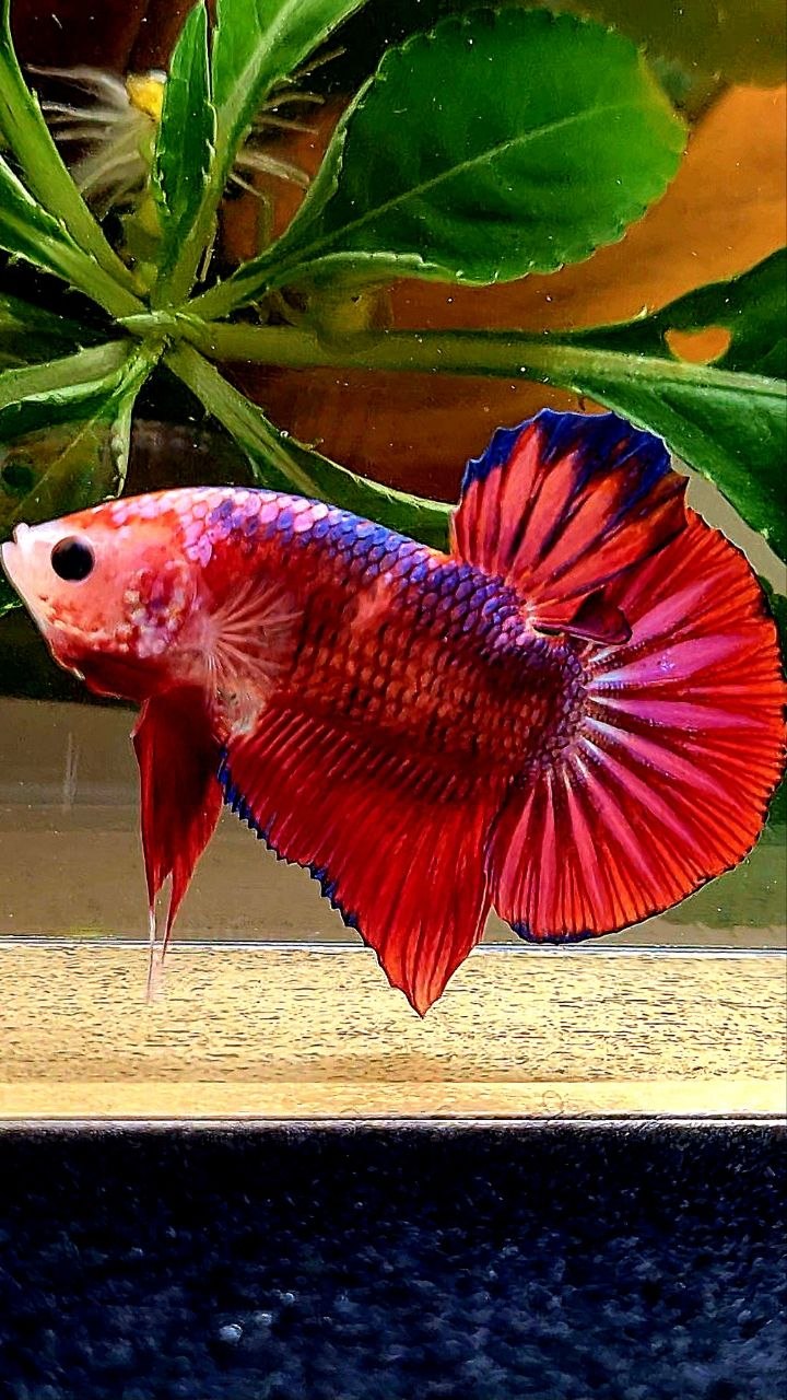 PLAKAT RED FANCY PURPLE BETTA FISH