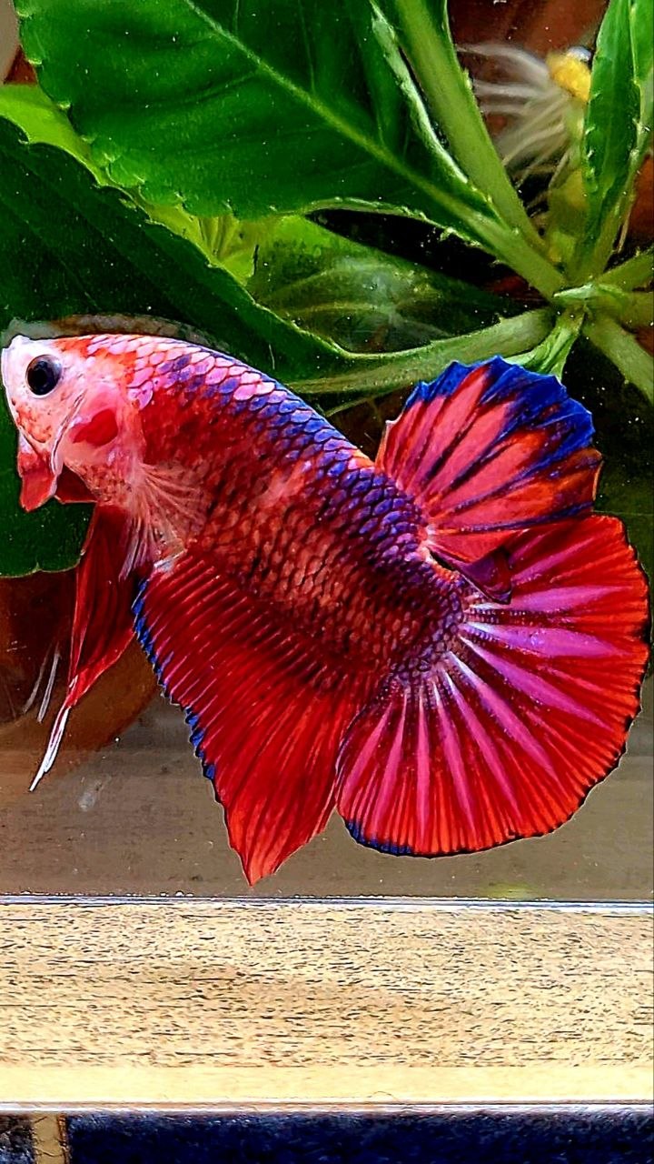 PLAKAT RED FANCY PURPLE BETTA FISH