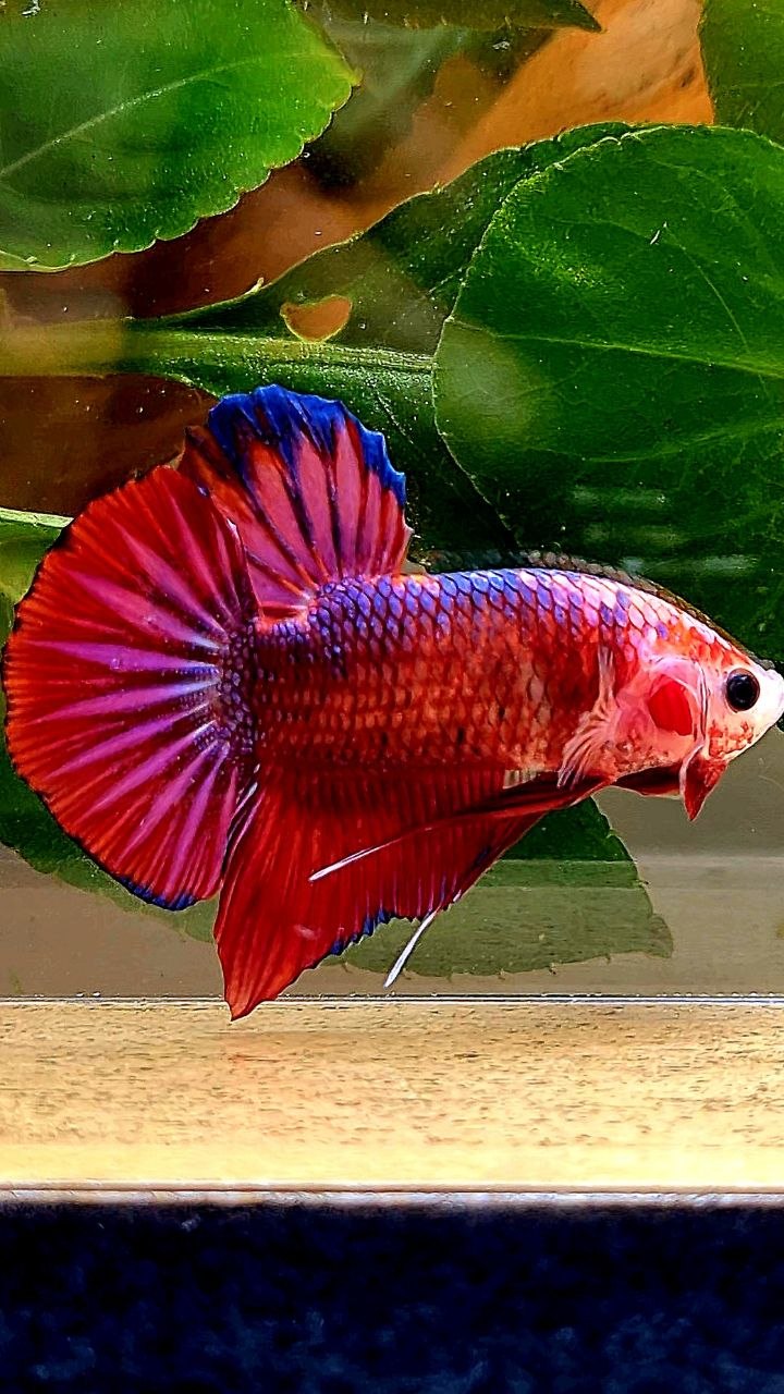 PLAKAT RED FANCY PURPLE BETTA FISH
