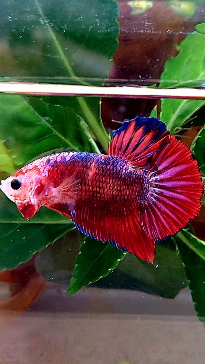 PLAKAT RED FANCY PURPLE BETTA FISH