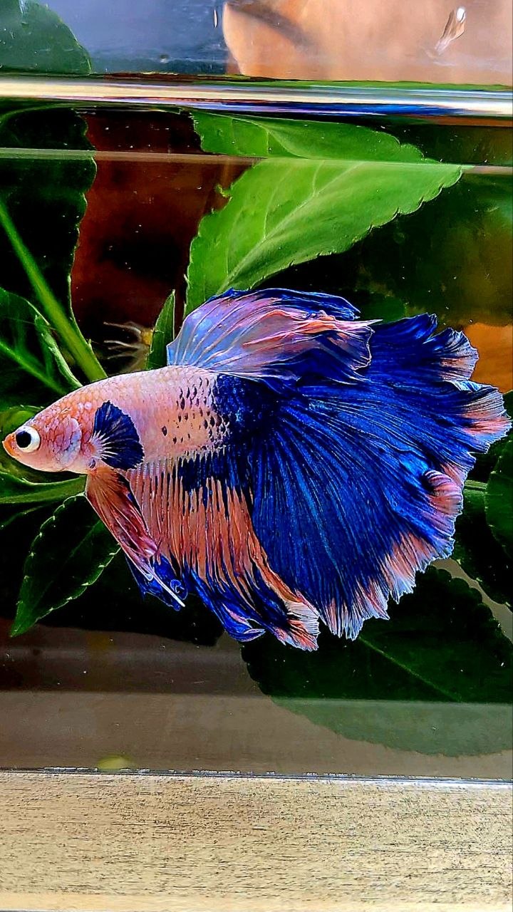 HALFMOON PINK BLUE FLAMINGGO BETTA FISH