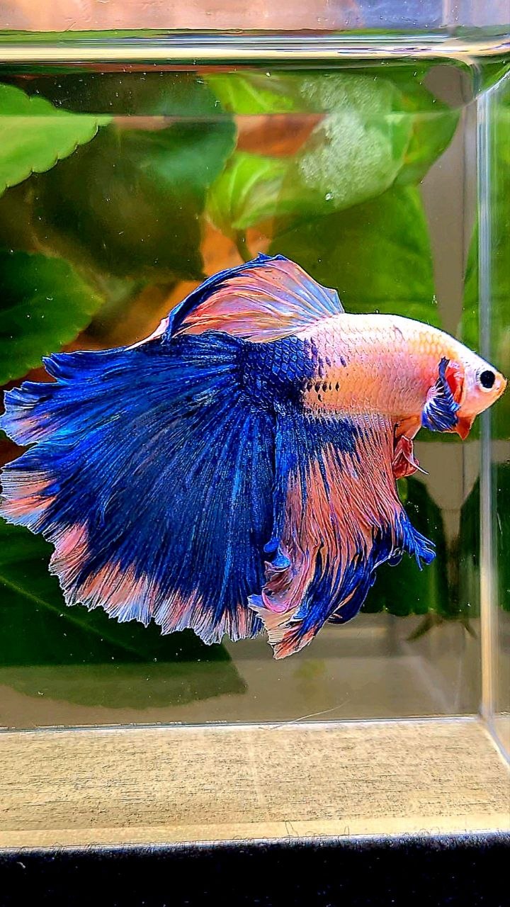 HALFMOON PINK BLUE FLAMINGGO BETTA FISH