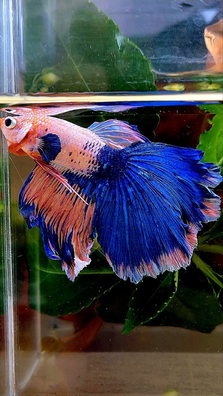 HALFMOON PINK BLUE FLAMINGGO BETTA FISH